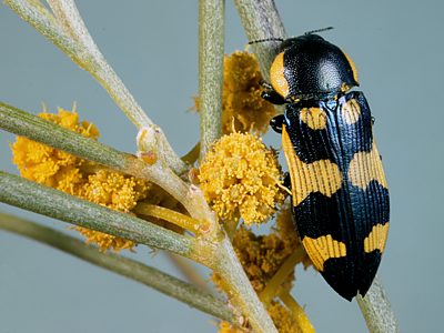 Castiarina eyrensis, PL2570, female, on Acacia papyrocarpa, EP, 13.3 × 4.9 mm